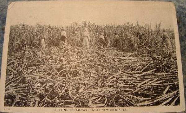 Cutting Cane in New Iberia