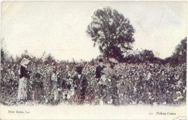 Picking Cotton in Iberia Parish 1910