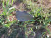 unknown12.jpg (63315 bytes)