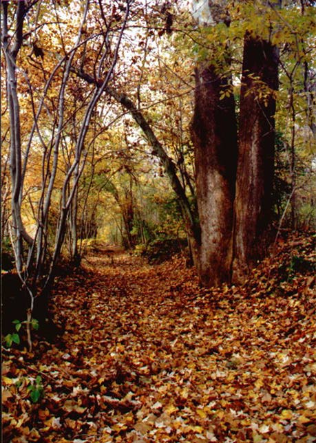 Old Mill Race