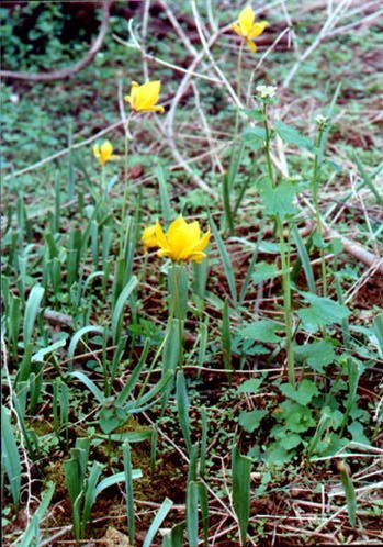 Flowers Blooming on Rambo Land