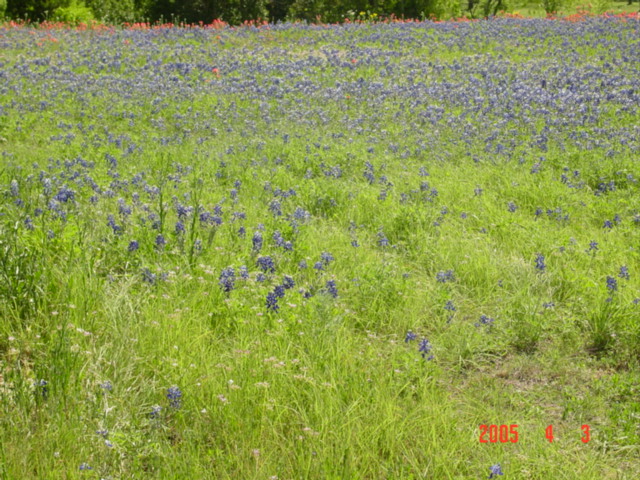 Bluebonnets